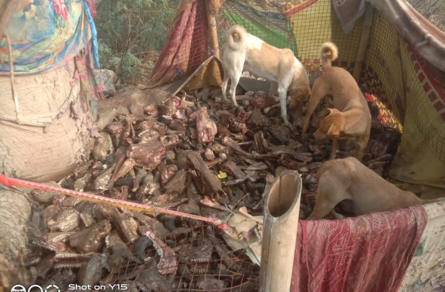 बगड़ राजपूत: खुले में पड़े मृत पशु और आवारा कुत्तों की समस्या